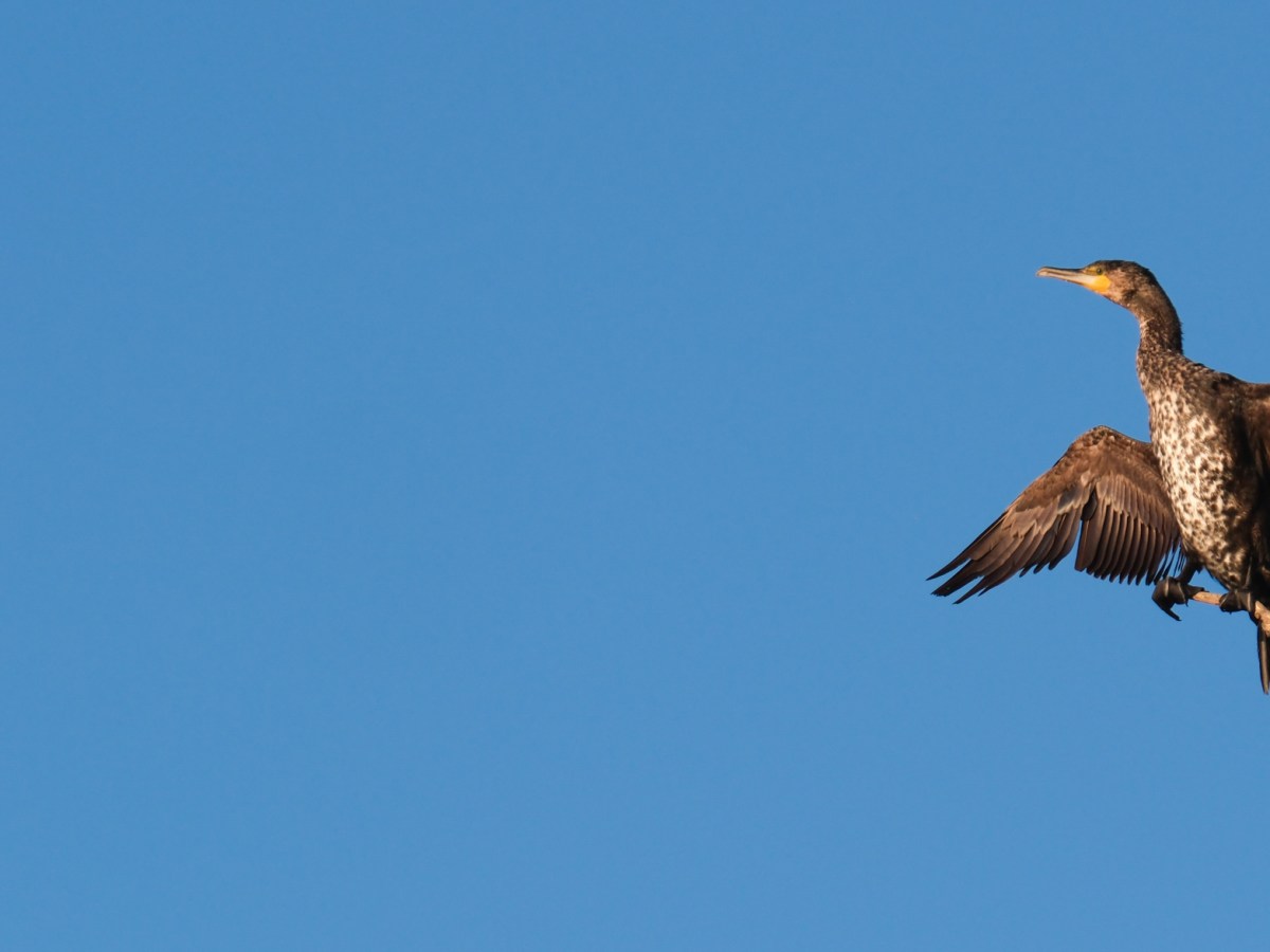 Dance of the&nbsp;Swans