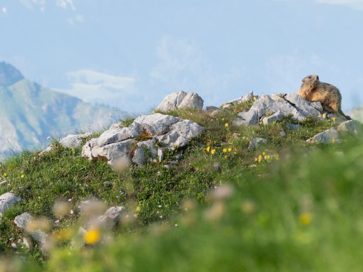 Alpstein Teil I